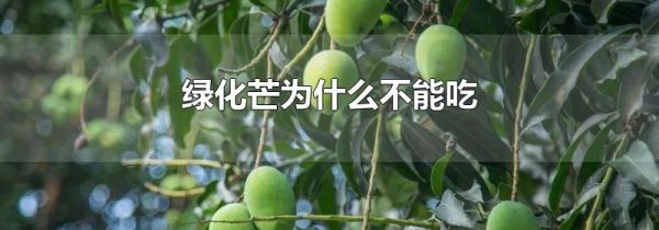 绿化芒为什么不能吃