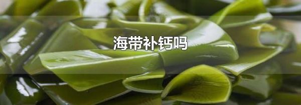 海带补钙吗