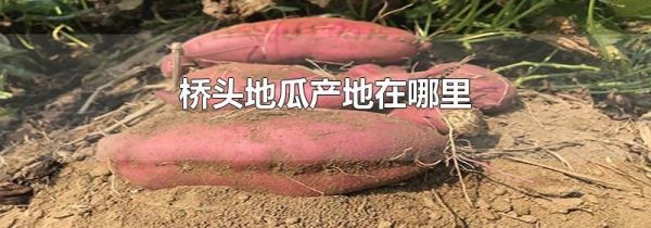 桥头地瓜产地在哪里