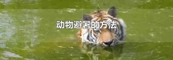 动物避暑的方法