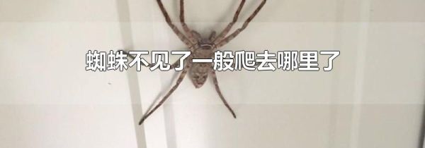 蜘蛛不见了一般爬去哪里了