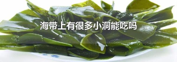 海带上有很多小洞能吃吗