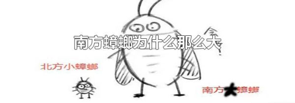 南方蟑螂为什么那么大