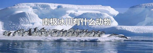 南极冰川有什么动物