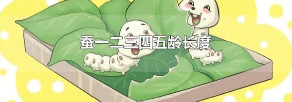 蚕一二三四五龄长度