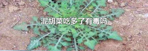 泥胡菜吃多了有毒吗