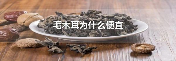 毛木耳为什么便宜
