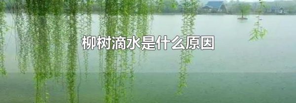 柳树滴水是什么原因