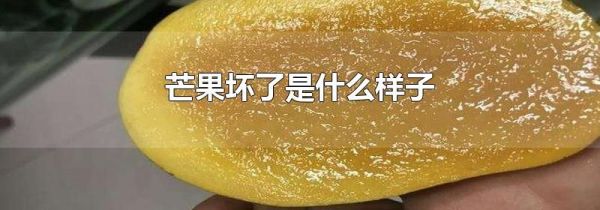 芒果坏了是什么样子