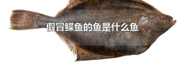 假冒鲽鱼的鱼是什么鱼