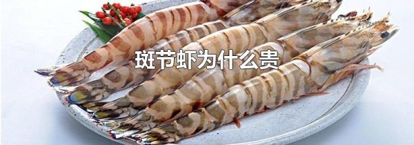 斑节虾为什么贵