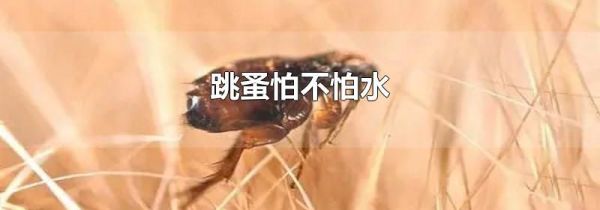 跳蚤怕不怕水