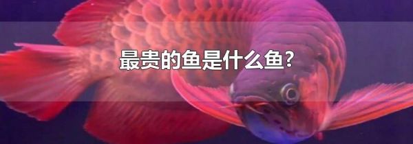 最贵的鱼是什么鱼?