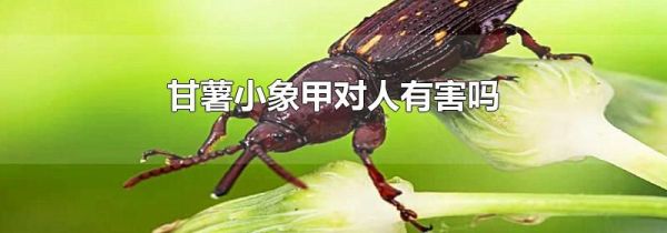 甘薯小象甲对人有害吗
