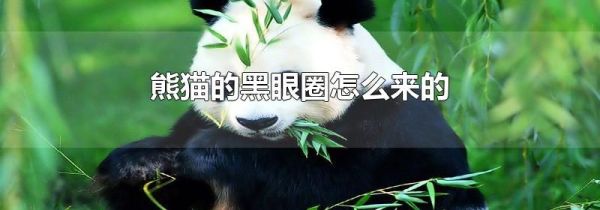 熊猫的黑眼圈怎么来的