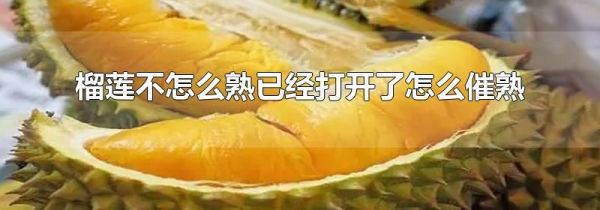 榴莲不怎么熟已经打开了怎么催熟