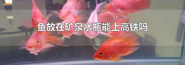 鱼放在矿泉水瓶能上高铁吗