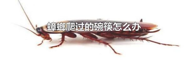 蟑螂爬过的碗筷怎么办