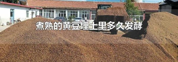 煮熟的黄豆埋土里多久发酵