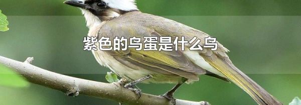 紫色的鸟蛋是什么鸟