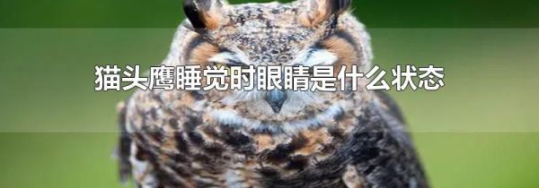 猫头鹰睡觉时眼睛是什么状态