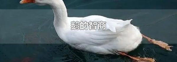 鹅的智商