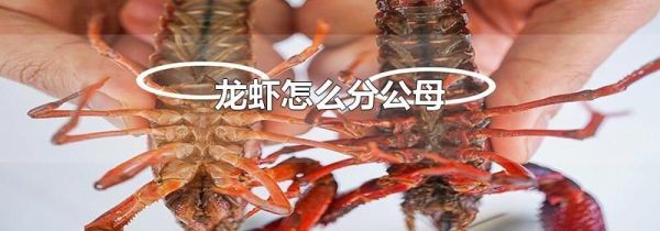 龙虾怎么分公母