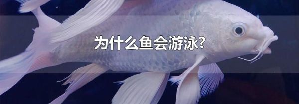 为什么鱼会游泳?