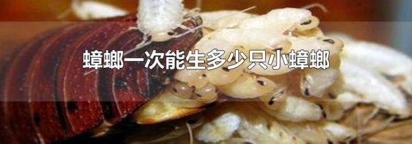 蟑螂一次能生多少只小蟑螂