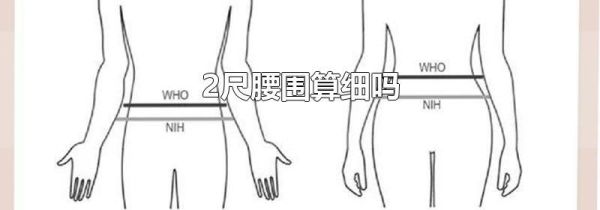 2尺腰围算细吗
