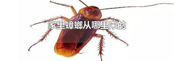 家里蟑螂从哪里来的
