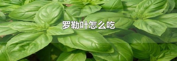 罗勒叶怎么吃