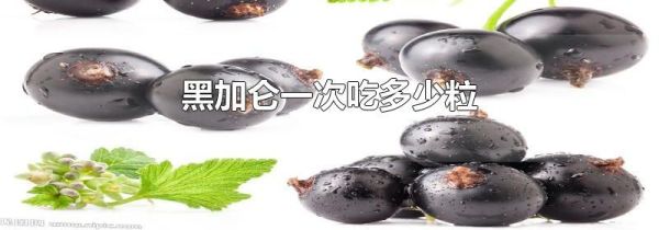 黑加仑一次吃多少粒