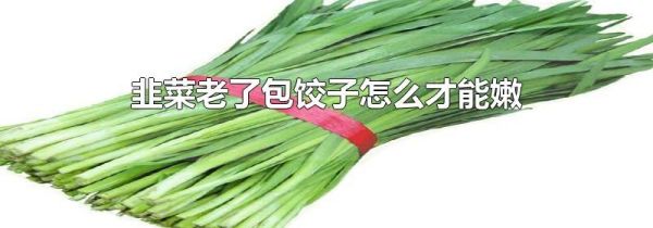 韭菜老了包饺子怎么才能嫩