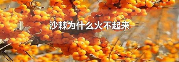 沙棘为什么火不起来