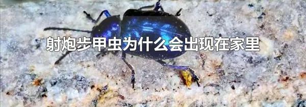 射炮步甲虫为什么会出现在家里