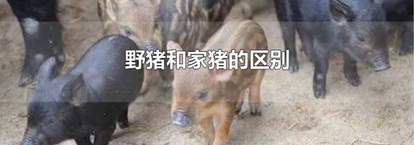 野猪和家猪的区别