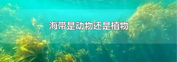 海带是动物还是植物