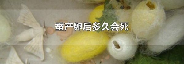 蚕产卵后多久会死