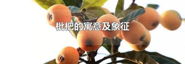 枇杷的寓意及象征