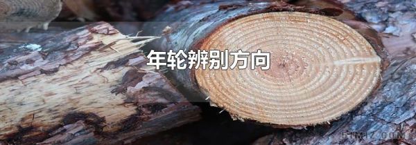 年轮辨别方向