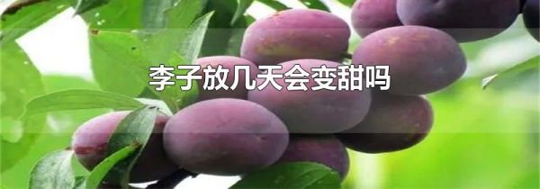 李子放几天会变甜吗