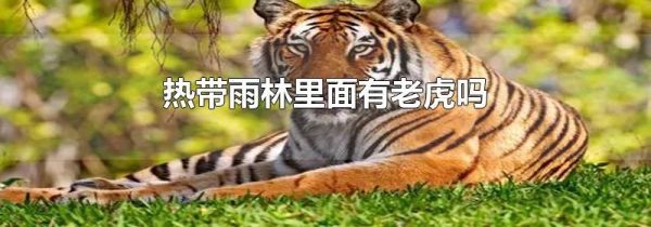 热带雨林里面有老虎吗