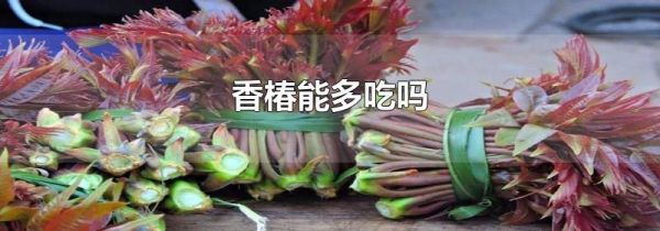 香椿能多吃吗