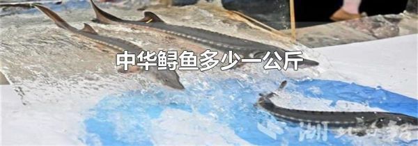 中华鲟鱼多少一公斤