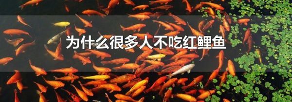 为什么很多人不吃红鲤鱼