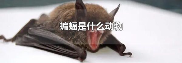 蝙蝠是什么动物
