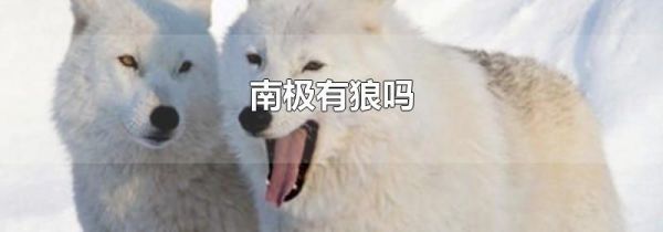 南极有狼吗