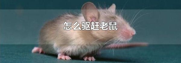 怎么驱赶老鼠