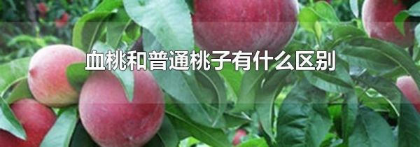血桃和普通桃子有什么区别